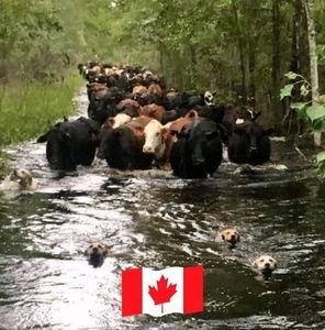 Meet your Posher, Carl